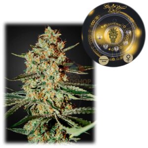 Himalaya Gold
