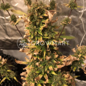 Himalayan CBD_seminka_konopi