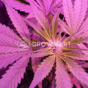 Hindu_Cream_Feminizované_semínka_konopí