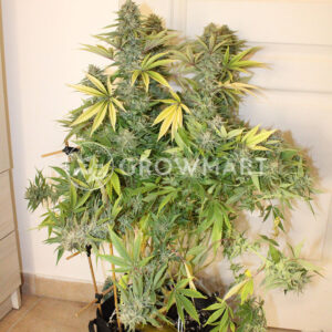 Hippie_Therapy_CBD_Feminizované_semena_konopí