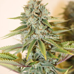 Hippie_Therapy_CBD_Feminizované_semena_konopí