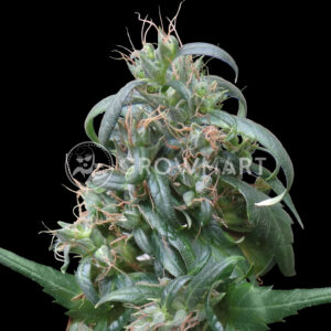 Hokkaido_Japan_Hemp_Regulerni_seminka_konopi