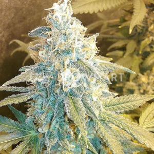 Holy_Grail_69_Feminizovana_seminka_konopi