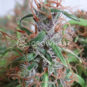 Honduras_Regulerni_seminka_konopi