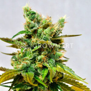 Honey_Bells_Feminizované_semínka_konopí