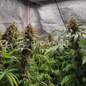 Honey_Cream_Feminizovaná_semínka_konopí