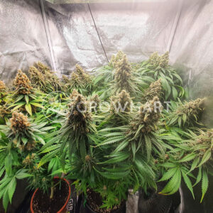 Honey_Cream_Feminizovaná_semínka_konopí