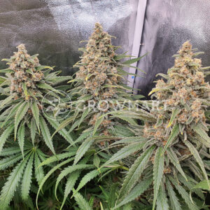 Honey_Cream_Feminizovaná_semínka_konopí