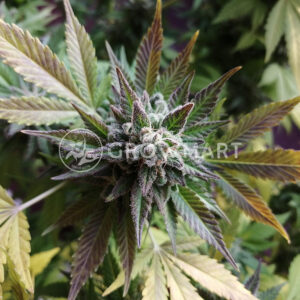 Honey_Cream_Feminizovaná_semínka_konopí