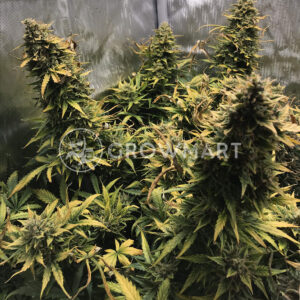 Honey_Peach_Auto_CBD_Autoflowering_semínka_konopí