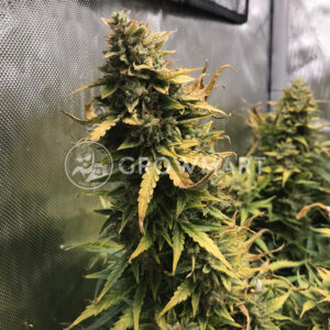 Honey_Peach_Auto_CBD_Autoflowering_semínka_konopí