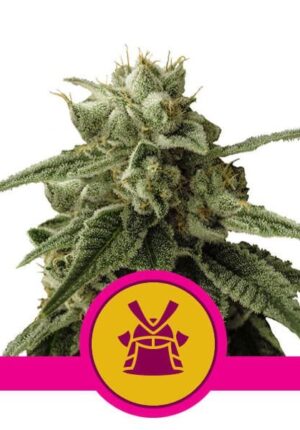 Hustá semena marihuany RQS Shogun