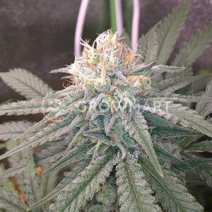 ICE_Regulerni_seminka_konopi