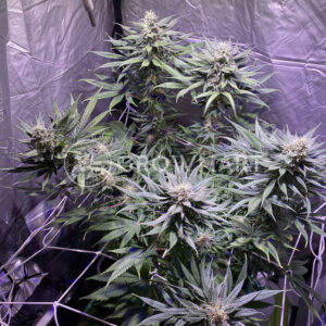 Ice_cream_cake_seminka_konopi