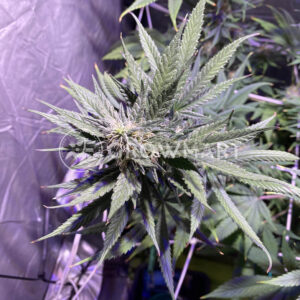 Ice_cream_cake_seminka_konopi