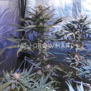 Ice_cream_cake_seminka_konopi