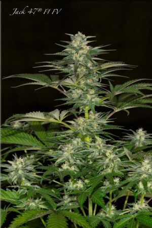 Sweet Seeds® - Jack 47 F1 Fast Version ® | Feminized Cannabis Seeds - Image 8