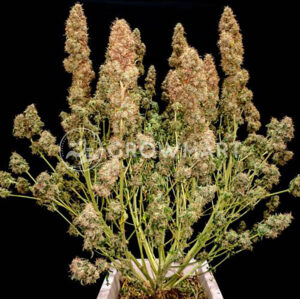 JACK-HERER-AUTO_Autoflowering_semínka_konopí
