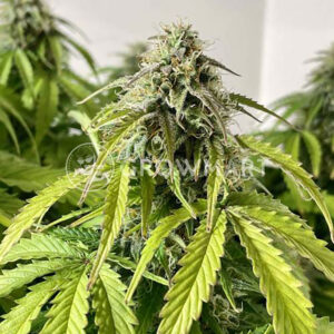 JACK-HERER-AUTO_Autoflowering_semínka_konopí