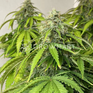 JACK-HERER-AUTO_Autoflowering_semínka_konopí