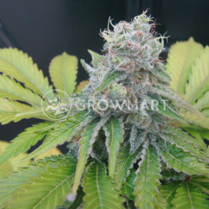 Semínka konopí Jack Herer Fast
