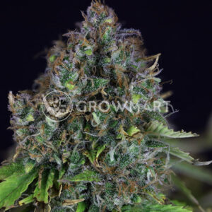 semínka konopí Jack Herer Auto
