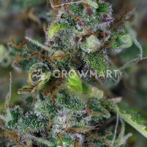 semínka konopí Jack Herer Auto