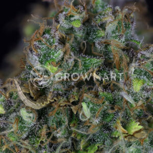 semínka konopí Jack Herer Auto
