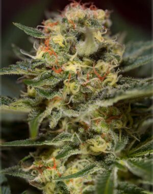 Jack-47-Fast-V-Sweet-Seeds-Growshop-Growmart