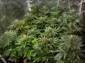 Jack-47-Fast-Version-Growshop-Growmart