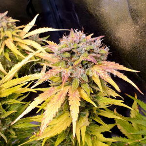 Jack_47_XL_Auto_Autoflowering_semínka_konopí