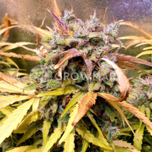 Jack_47_XL_Auto_Autoflowering_semínka_konopí