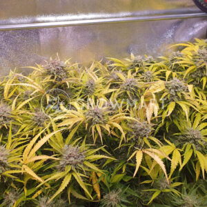 Jack_47_XL_Auto_Autoflowering_semínka_konopí