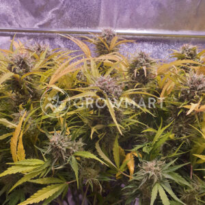Jack_47_XL_Auto_Autoflowering_semínka_konopí
