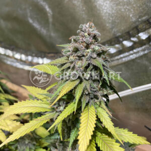 Jack_Herer_seminka_konopi
