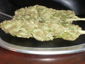 Sensi Seeds - Jamaican Pearl Regular | Regulérní semena konpí - Image 7