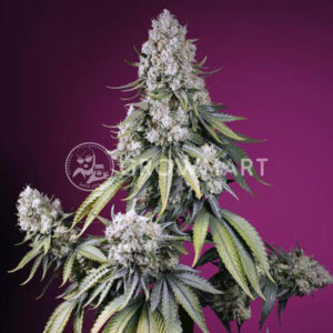 Jealousy_Z_XL_Auto_seminka_konopi