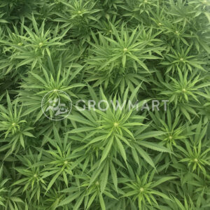 Jekyll_Passion_Feminizované_semínka_konopí