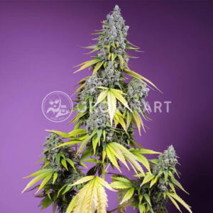 Jet_Fuel_Mandarine_XL_Auto_seminka_konopi