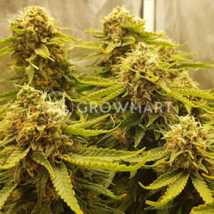 Jock_Horor_Feminizovana_seminka_konopi