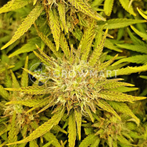 Jock_Horor_Feminizovana_seminka_konopi