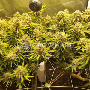 Jock_Horor_Feminizovana_seminka_konopi