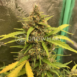 Jock_Horor_Auto_Samonakvetaci_seminka_konopi