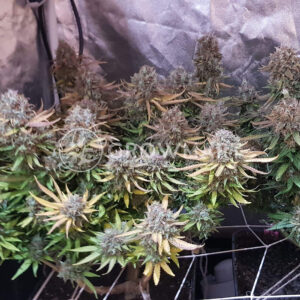 Jock_Horor_Regulerni_seminka_konopi