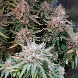 Jock_Horor_Regulerni_seminka_konopi