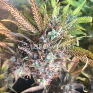 Jock_Horor_Regulerni_seminka_konopi