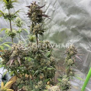 Juicy_Zkittlez_Auto_seminka_konopi