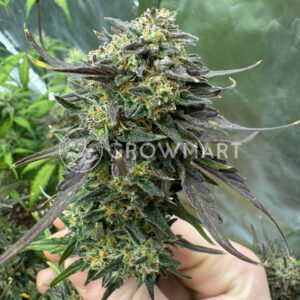 Juicy_Zkittlez_Auto_seminka_konopi
