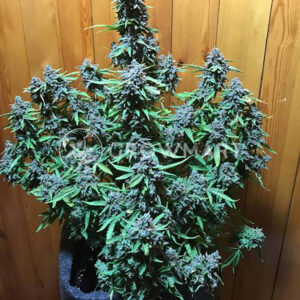 KALASHNIKOVA-AUTO_Autoflowering_semínka_konopí