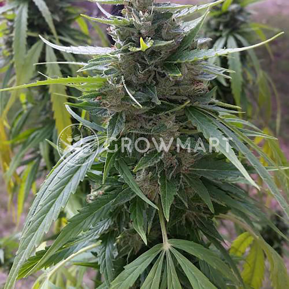 KALASHNIKOVA-AUTO_Autoflowering_semínka_konopí